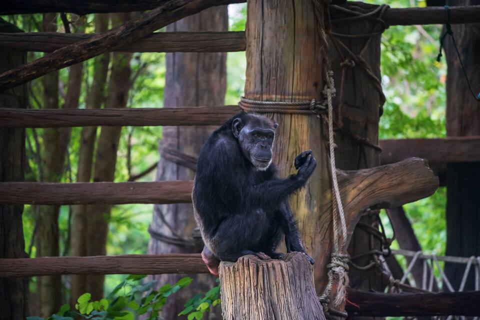 A chimpanzee sitting on a wooden post in a forested enclosure.