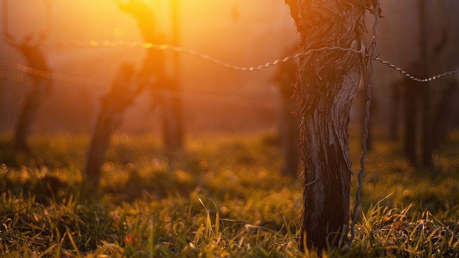 Sunset over dormant vineyard in early spring at golden hour with leafless grapevines in warm sunset light. Selective focus
