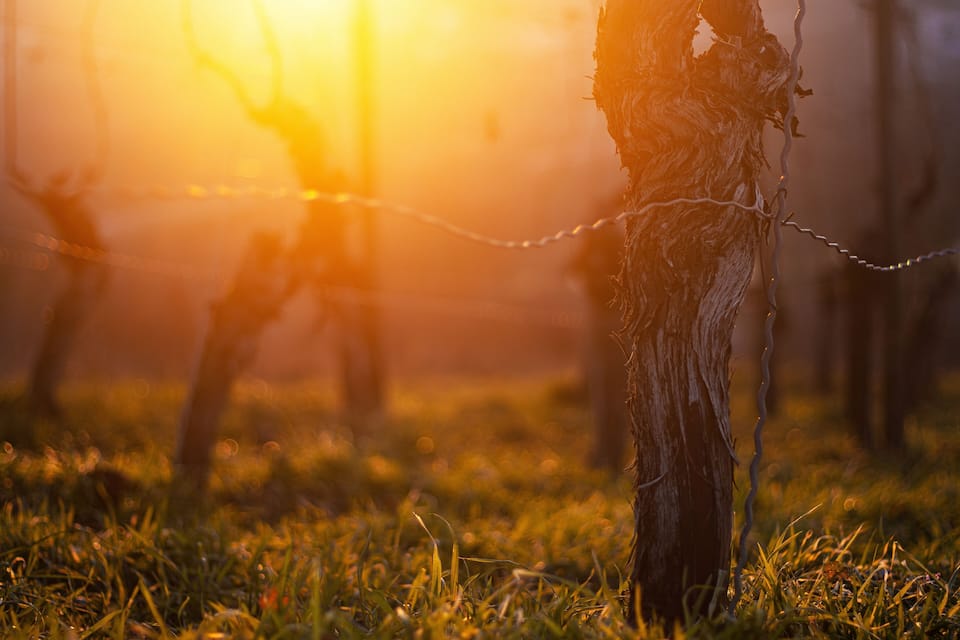 A vineyard with bare trees and a fence.