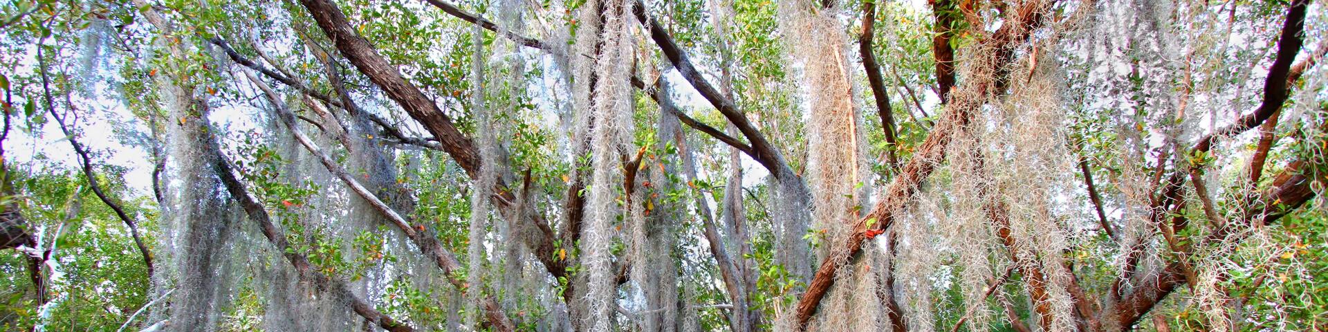 Spanish Moss Everglades National Park