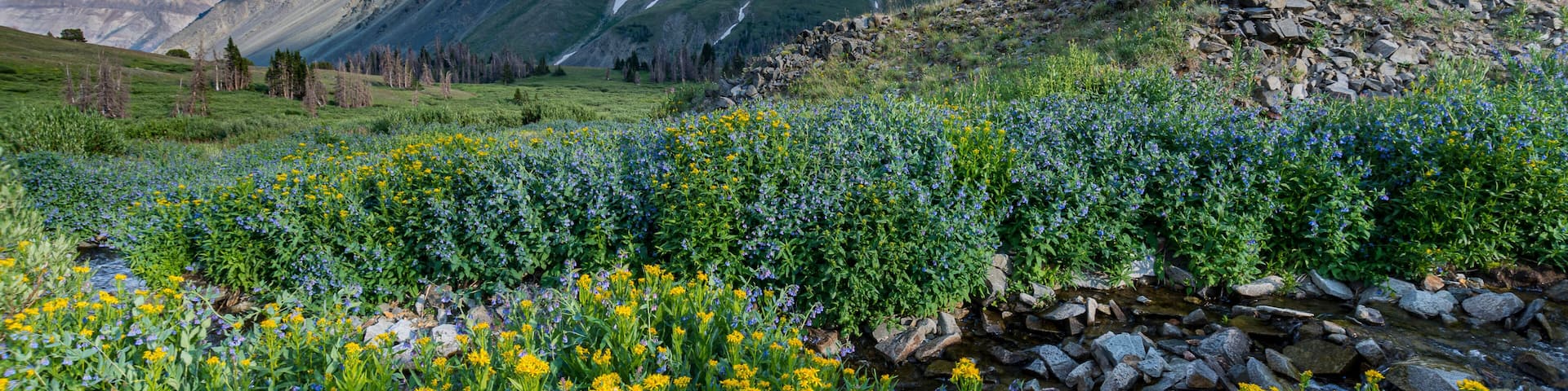 A mountain landscape with a stream, yellow flowers, and green vegetation.