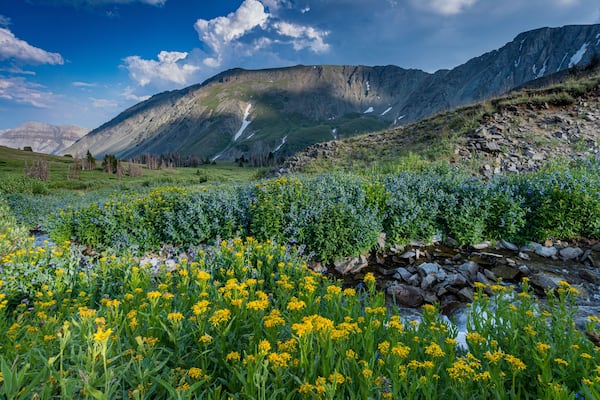 Eine Berglandschaft mit einem Bach, gelben Blumen und grüner Vegetation.