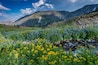 Eine Berglandschaft mit einem Bach, gelben Blumen und grüner Vegetation.