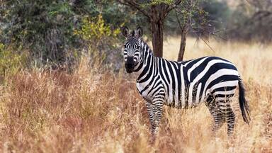 A lonely zebra in the Meru park. Kenya, Africa