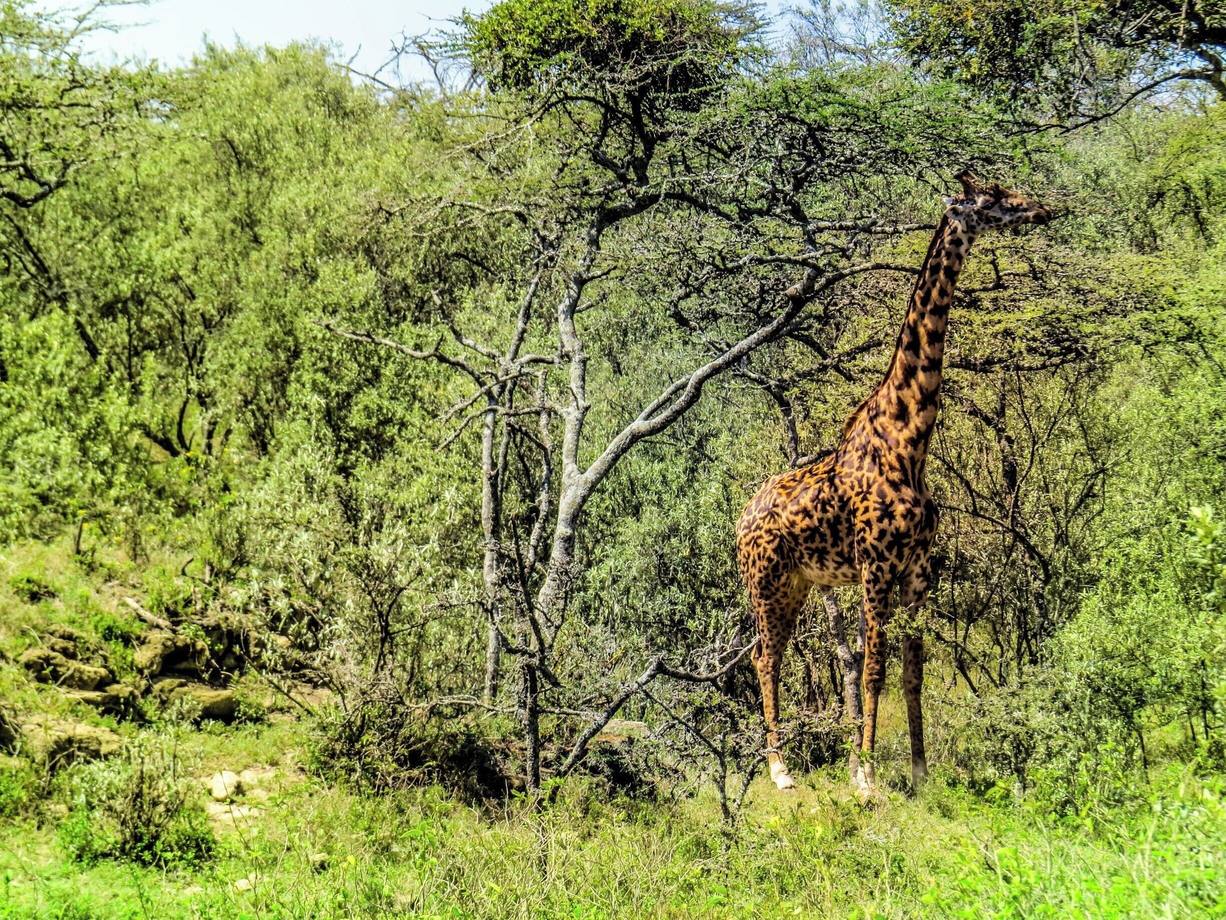 Masai giraffe in Hell´s Gate National Park, Kenya. These animals are distinguished by jagged spots on their body.