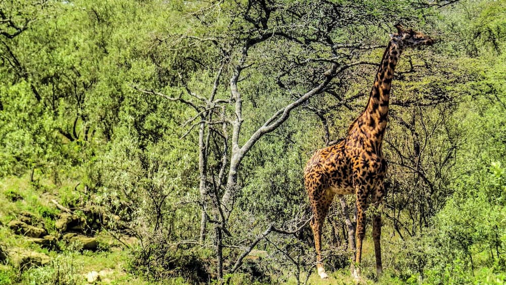 Une girafe se tient dans une zone herbeuse, entourée d’arbres et d’arbustes.