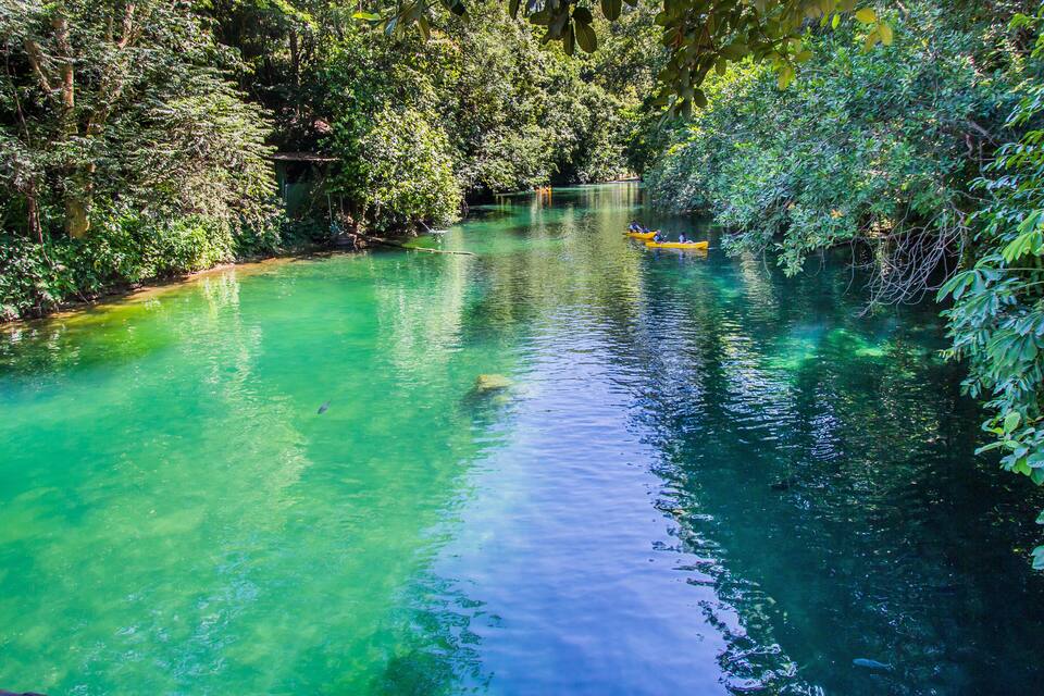 A clear river surrounded by dense foliage.