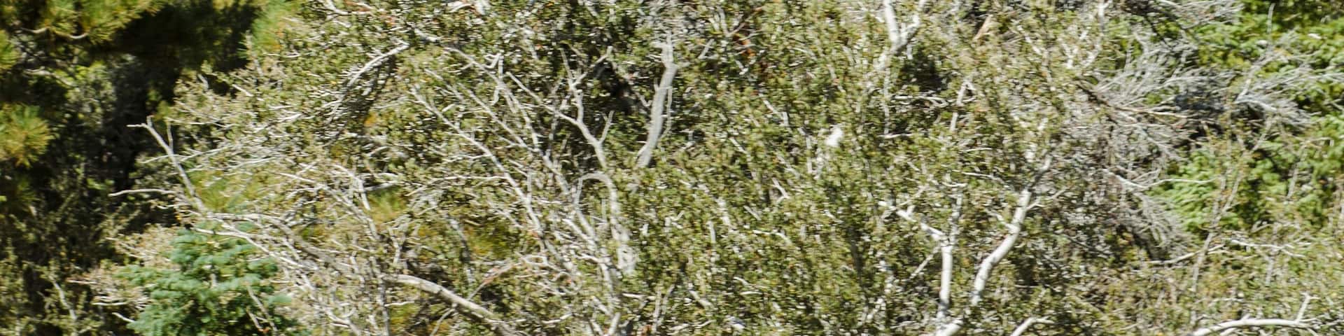 Zip lining Big Bear Lake, California. (MR).