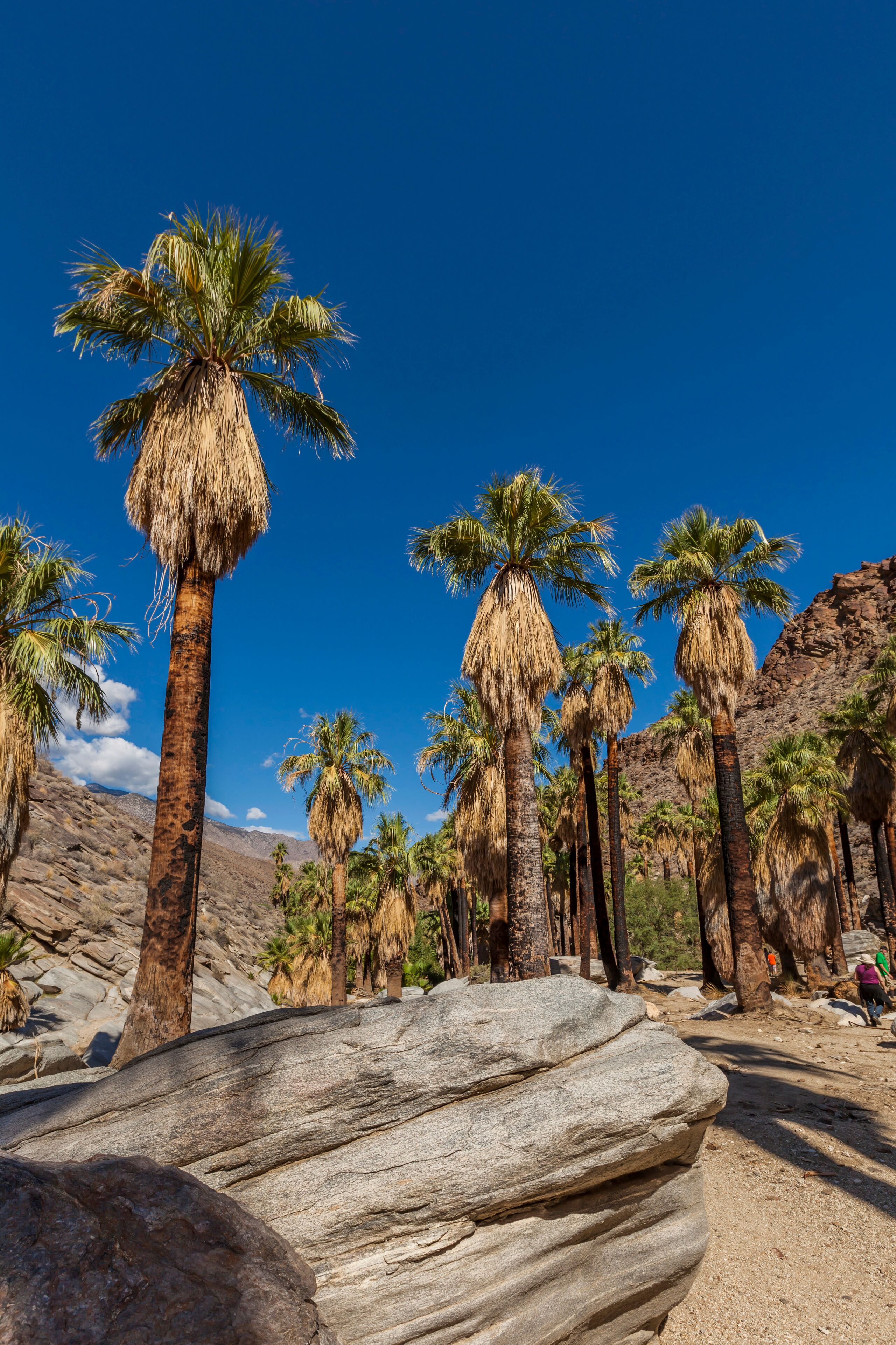 Palm Canyon on the Agua Caliente Cahuilla Indian Reservation. Palm Canyon is full with Washingtonia filifera (California Fan Palm) which contrasts with the rocky gorges and barren desert landscape. Palm Springs, USA