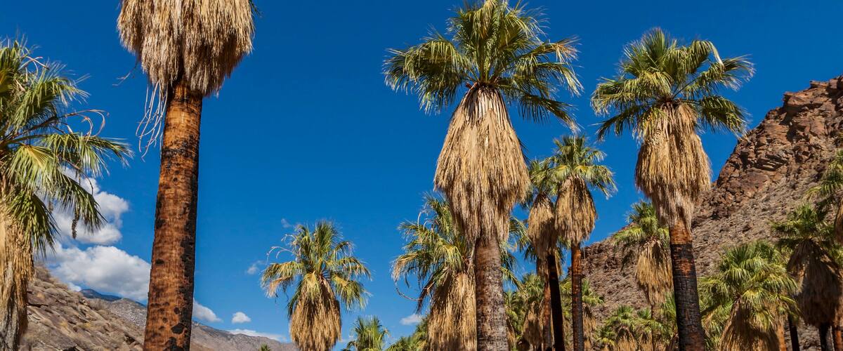 Palm Canyon on the Agua Caliente Cahuilla Indian Reservation. Palm Canyon is full with Washingtonia filifera (California Fan Palm) which contrasts with the rocky gorges and barren desert landscape. Palm Springs, USA