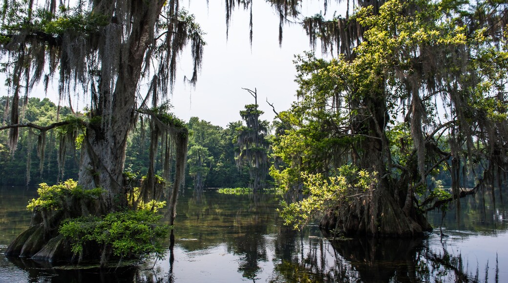 Beautiful and mysterious Wakulla spring state park Florida. Tillansia Spanish Moss, The filming location "Tazan"