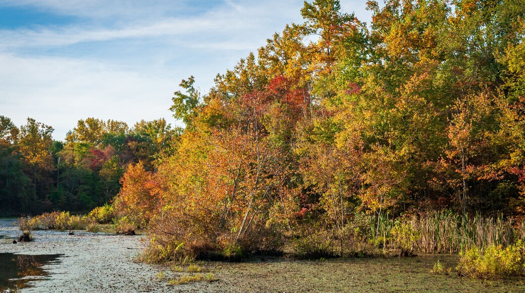 The Wetlands at Mammoth Cave National Park