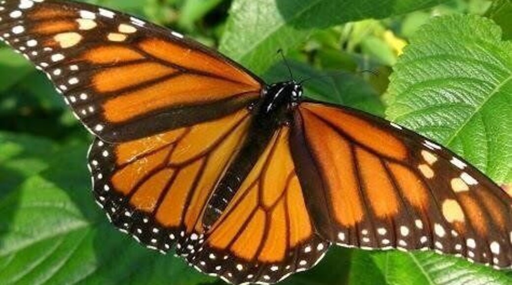 Caption---- Nathaniel Greene Park Butterfly House