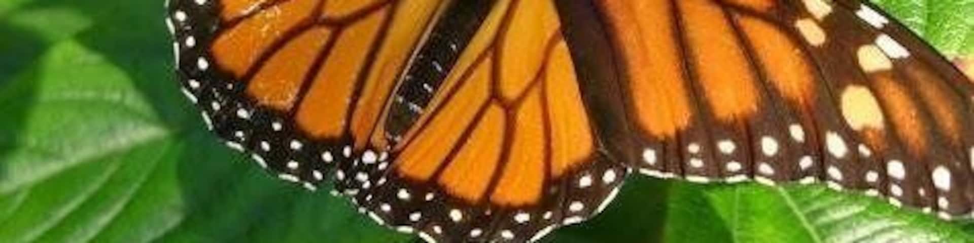 Caption---- Nathaniel Greene Park Butterfly House