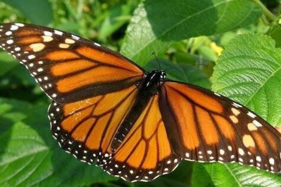 Una mariposa monarca sobre una hoja verde.