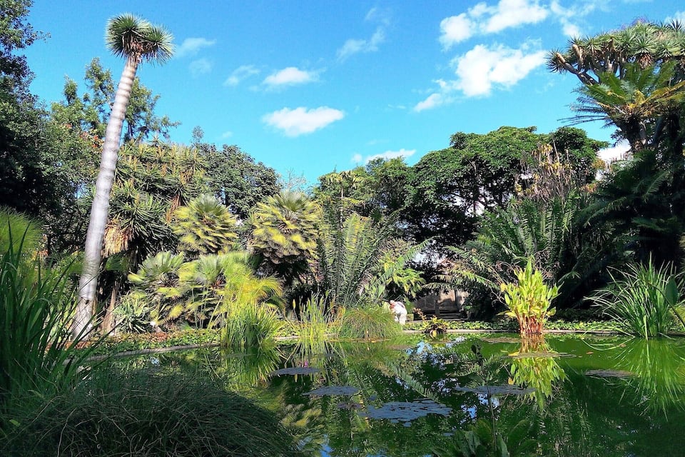 Un jardín tropical con diversas especies de árboles, un estanque y un cielo azul claro.