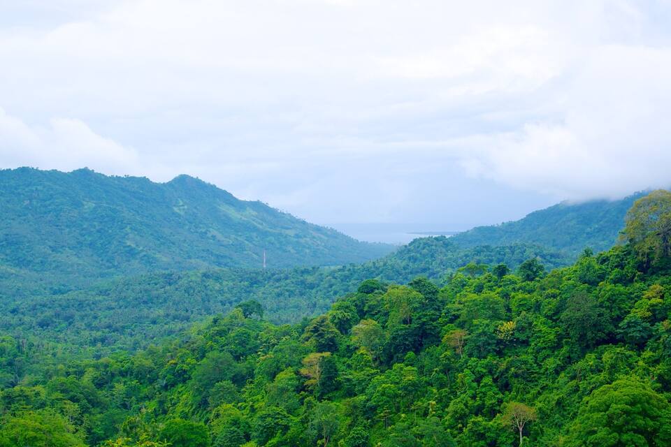 Un exuberante valle verde con un bosque denso y colinas ondulantes.