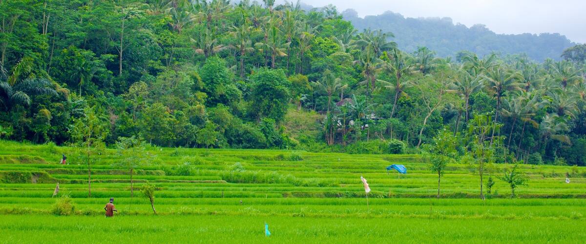 Tetebatu Monkey Forest showing forests and farmland