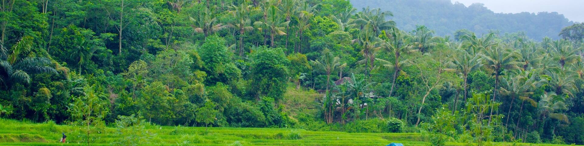 Tetebatu Monkey Forest showing forests and farmland