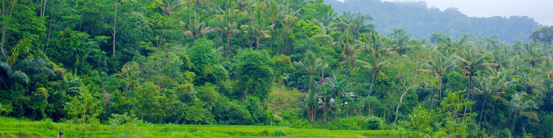 Tetebatu Monkey Forest showing forests and farmland