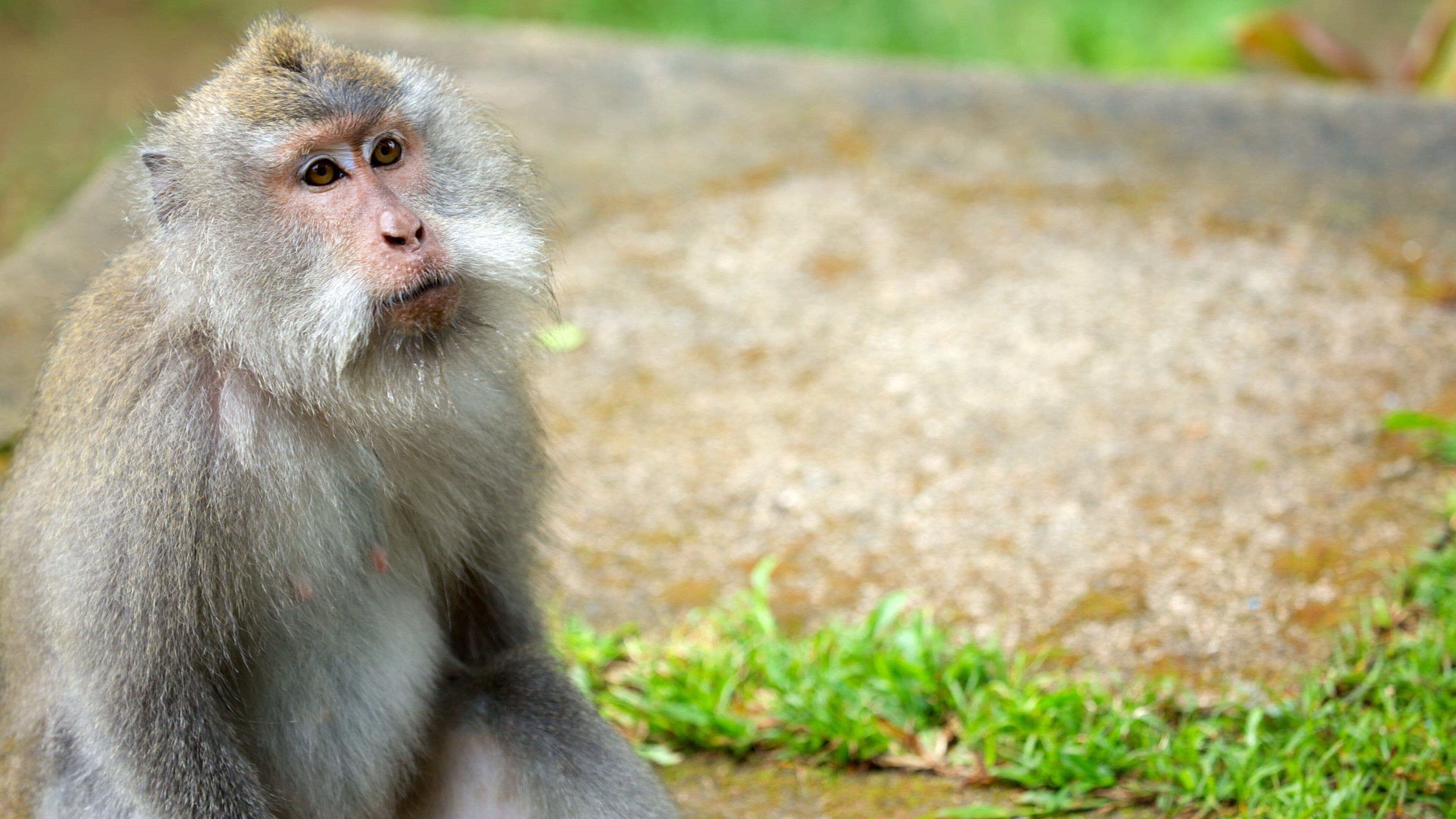Lombok featuring animals