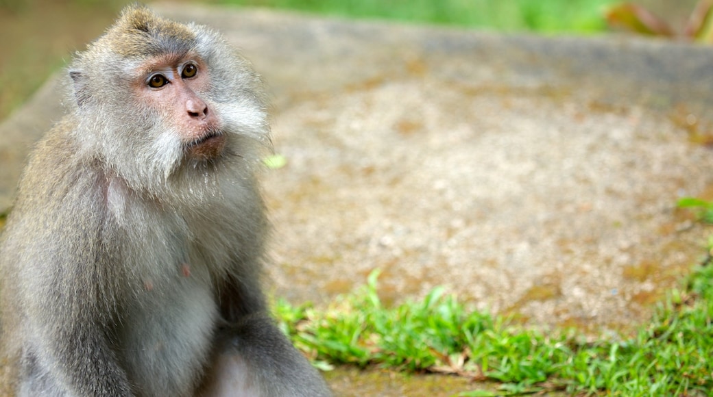 Lombok mettant en vedette animaux