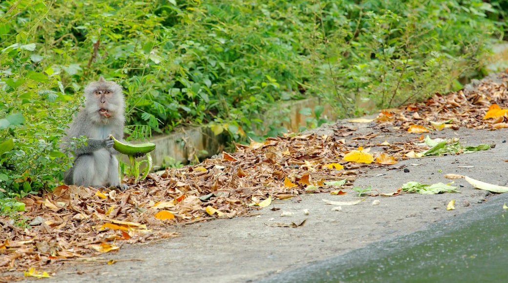 Lombok showing cuddly or friendly animals and animals