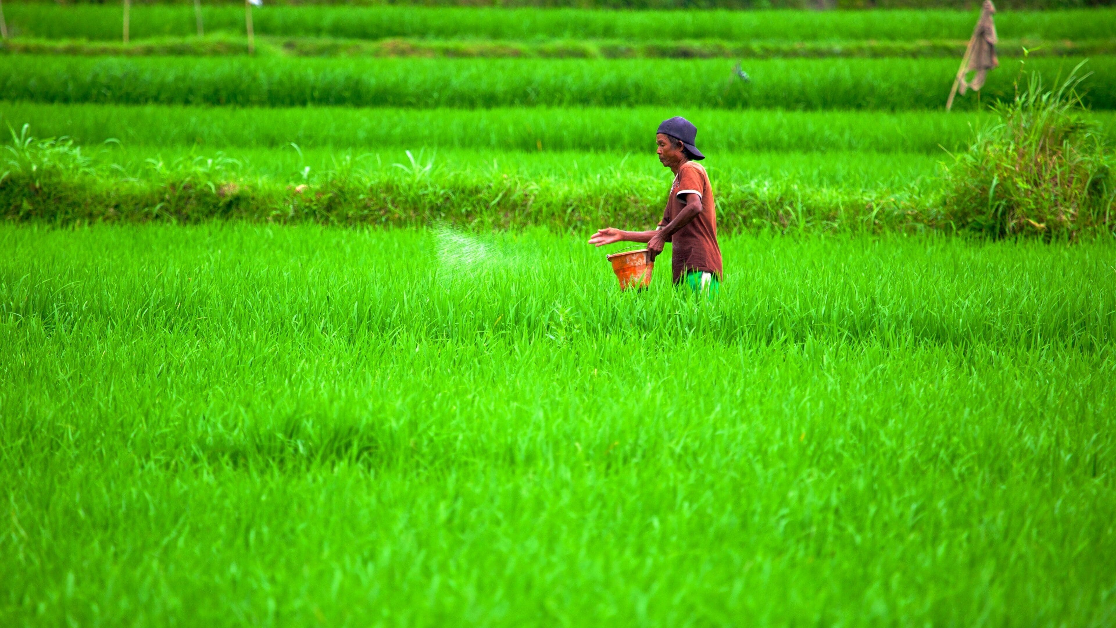 Lombok showing farmland as well as an individual male