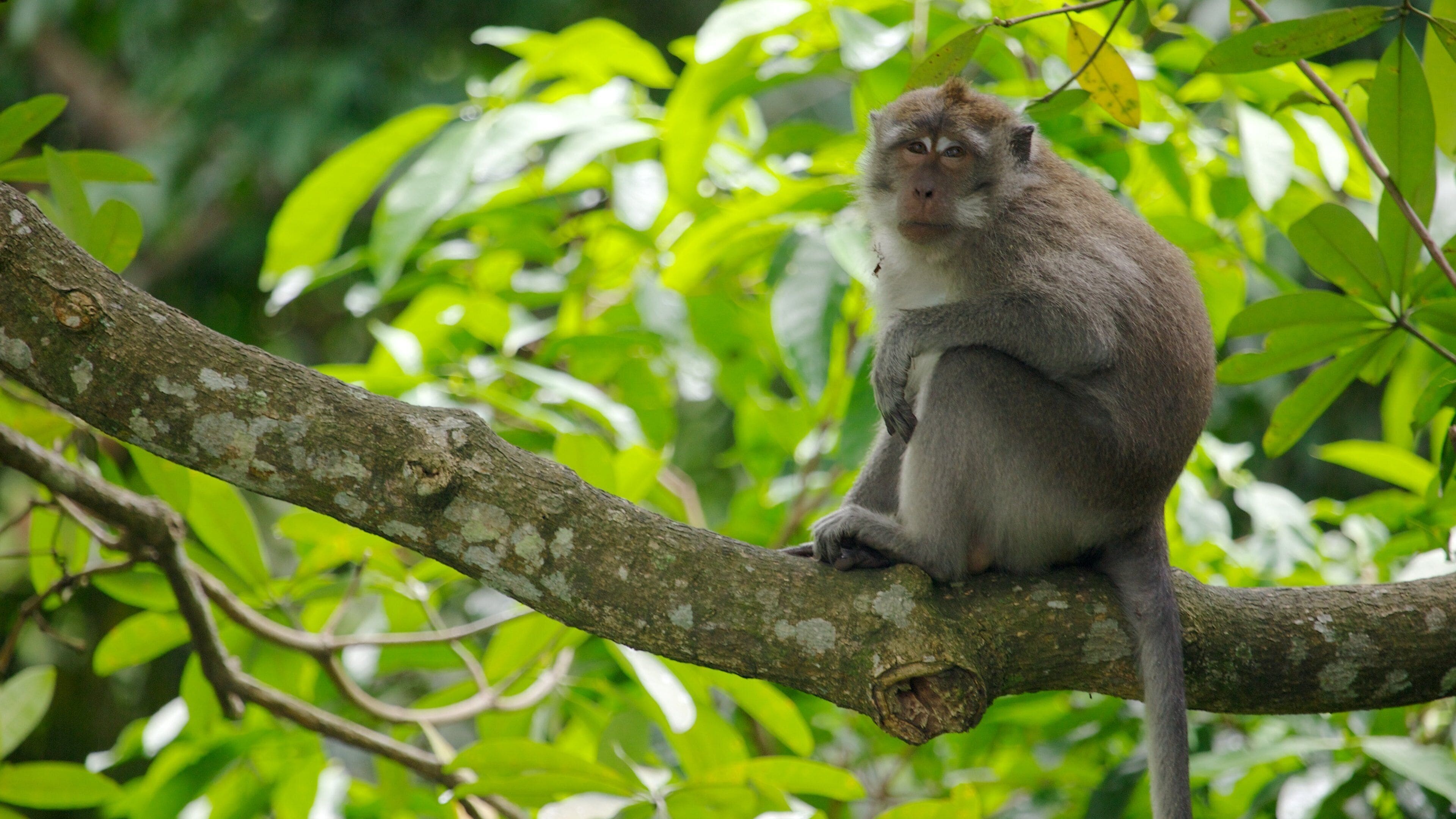 A monkey sitting on a tree branch surrounded by green leaves.