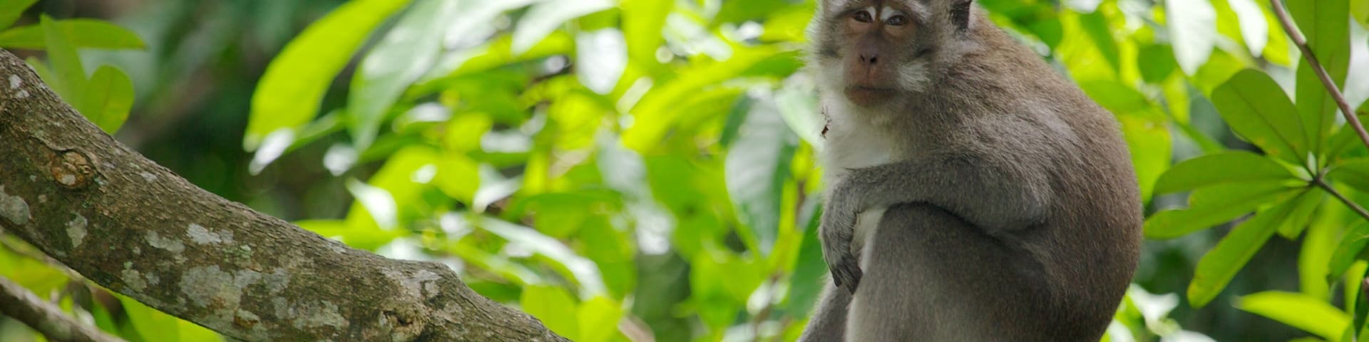 A monkey sitting on a tree branch surrounded by green leaves.