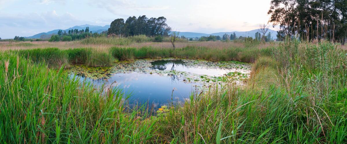 A pond surrounded by tall grass and trees in a natural landscape.
