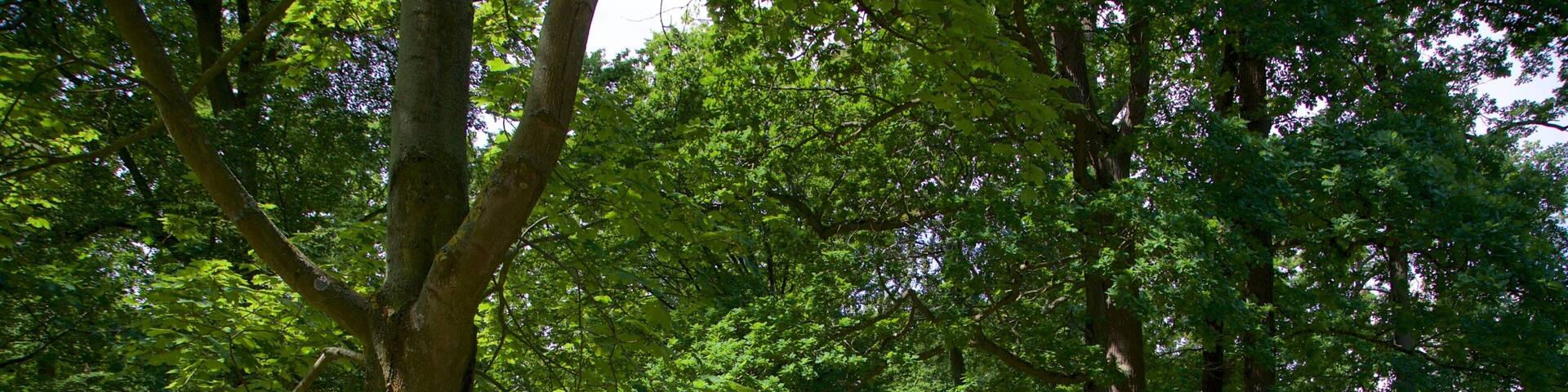 Warnemuende Kur Park which includes a garden