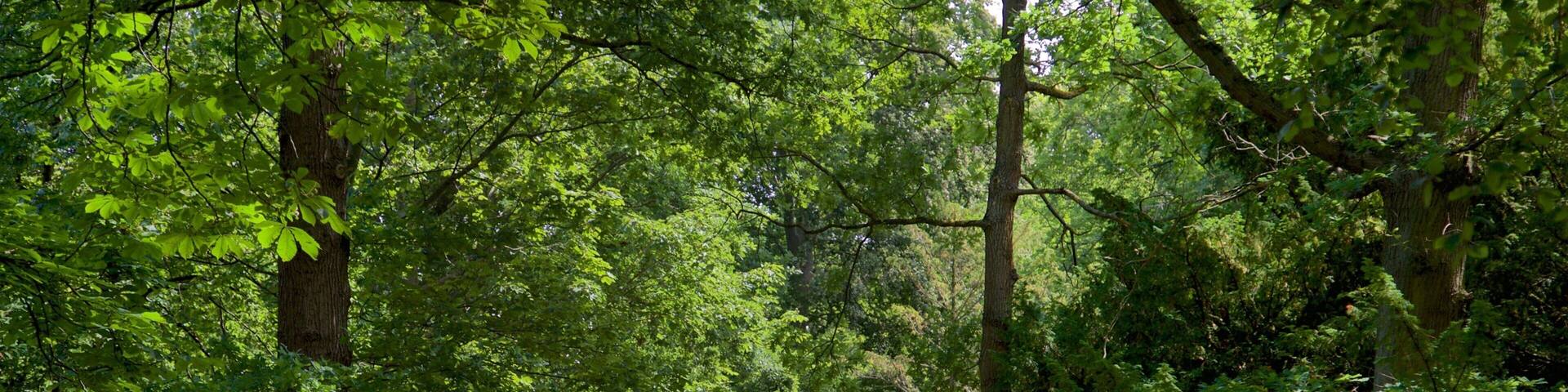 Warnemünder Kurpark welches beinhaltet Park sowie Paar