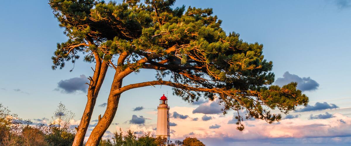 A lighthouse on a grassy hill with a pine tree in the foreground and a clear sky.