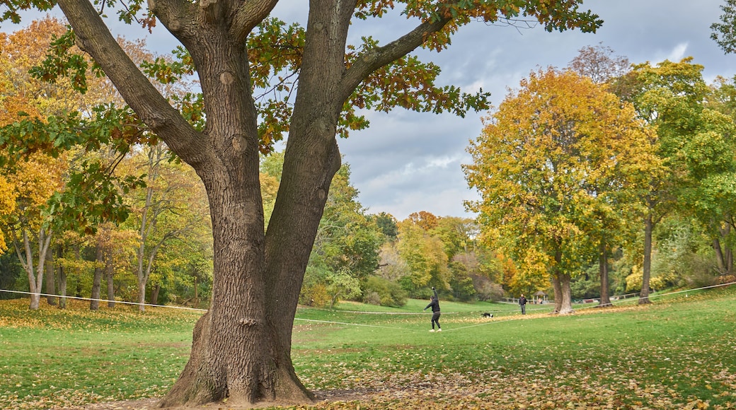 Volkspark Hasenheide, Mann balanciert auf Slackline, Bäume mit Herbstlaub, Neukölln, Berlin, Deutschland