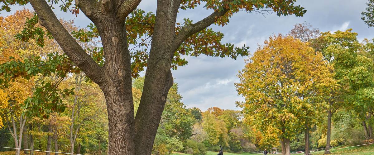 Volkspark Hasenheide, Mann balanciert auf Slackline, Bäume mit Herbstlaub,  Neukölln, Berlin, Deutschland