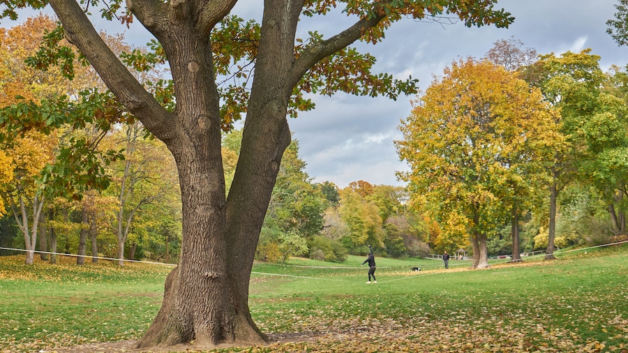 Volkspark Hasenheide, Mann balanciert auf Slackline, Bäume mit Herbstlaub, Neukölln, Berlin, Deutschland