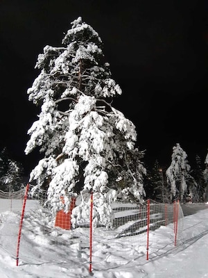 Winter Wonderland