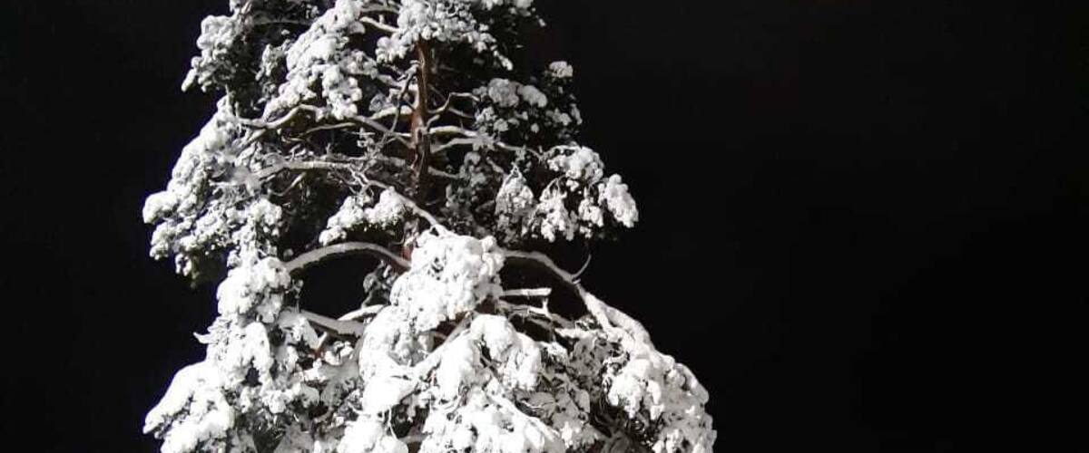 A snow-covered tree in a snowy landscape at night.
