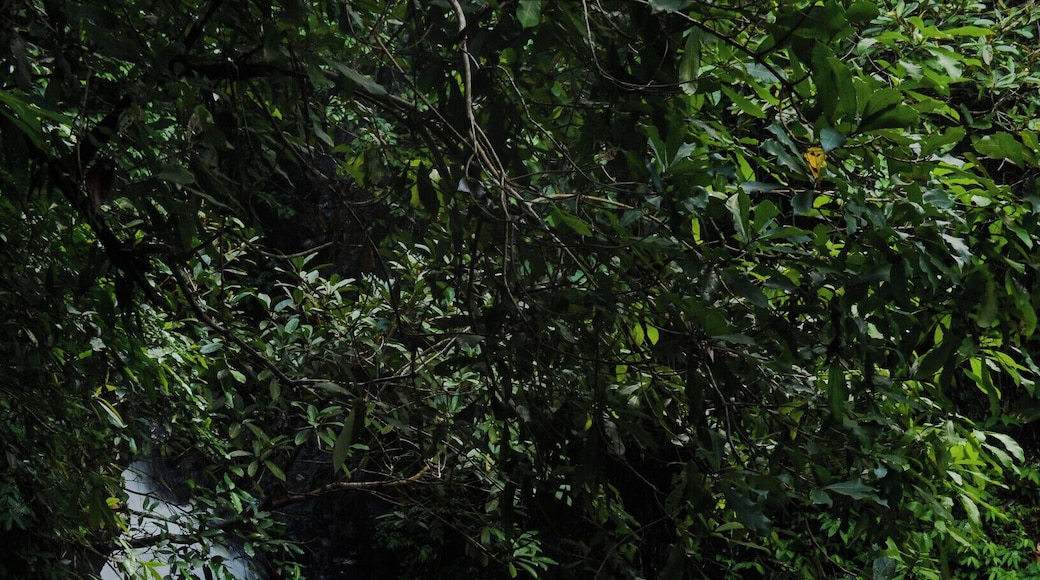 Hidden in the Thai jungle, Khiri Phet Waterfall is a peaceful gem on Koh Chang. If you rent a motorbike to tour the island, I highly recommend making the trip to this waterfall. It's at the end of a tiny, unmarked, palm lined lane, along a jungle path, over a shin deep stream, through an abandoned rubber plantation and up a small rocky slope. The upper pit of the falls is very deep and has a strong back current, so unless you're a good swimmer, keep your feet on the ground.
#outside #outdoor #thailand #asia #waterfall #takeahike #aquatrove