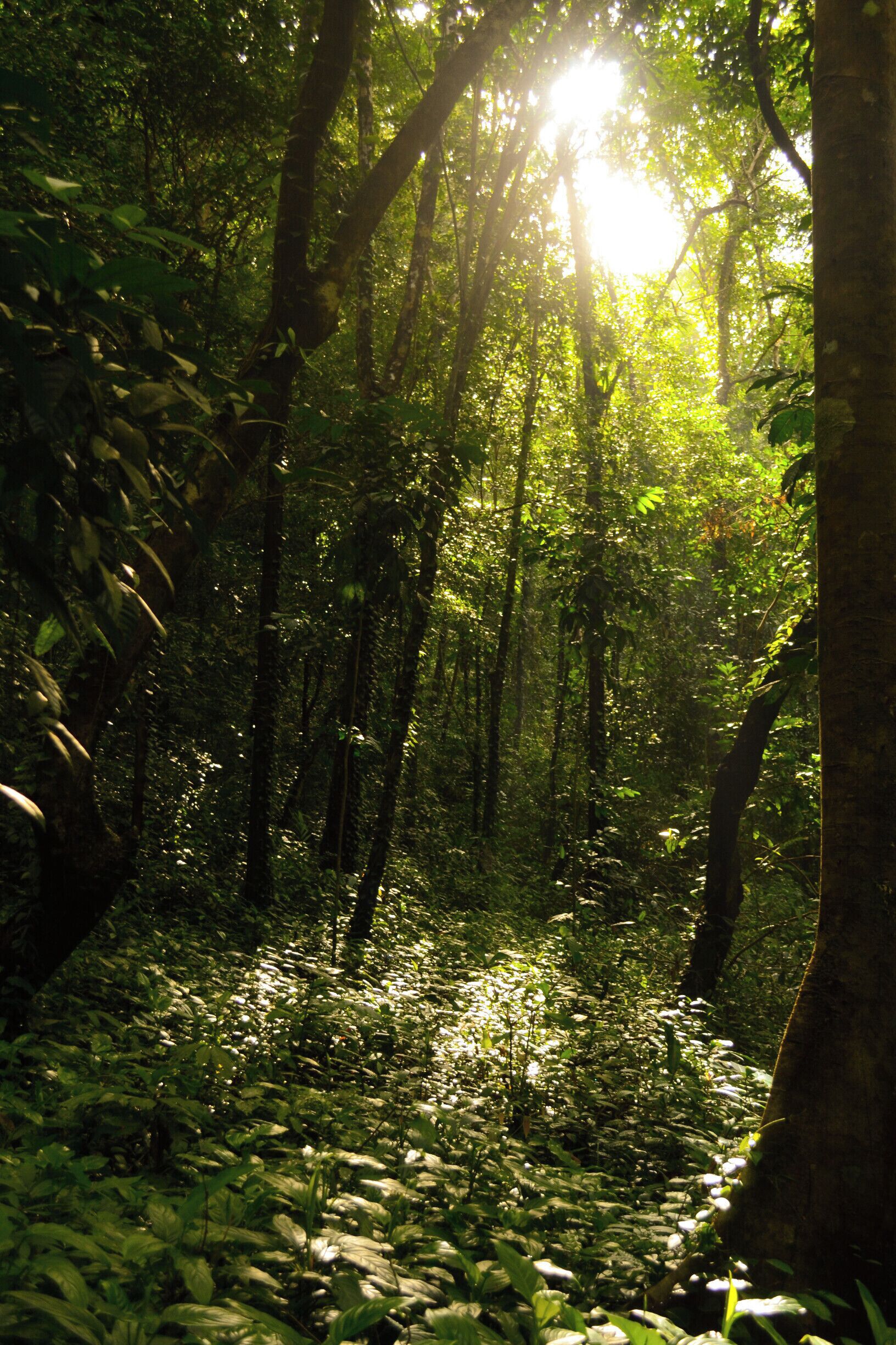 On the hike to Khiri Phet Waterfall on Koh Chang.
Hidden in the Thai jungle, Khiri Phet Waterfall is a peaceful gem on Koh Chang. If you rent a motorbike to tour the island, I highly recommend making the trip to this waterfall. It's at the end of a tiny, unmarked, palm lined lane, along a jungle path, over a shin deep stream, through an abandoned rubber plantation and up a small rocky slope. The upper pit of the falls is very deep and has a strong back current, so unless you're a good swimmer, keep your feet on the ground.
#outside #outdoor #thailand #asia #waterfall #takeahike