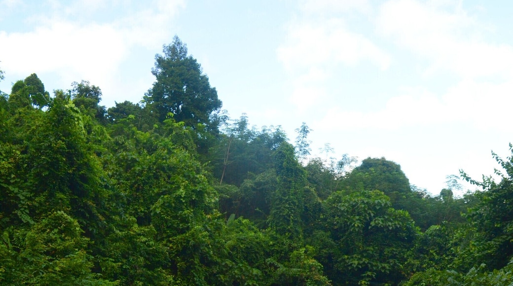 Hidden in the Thai jungle, Khiri Phet Waterfall is a peaceful gem on Koh Chang. If you rent a motorbike to tour the island, I highly recommend making the trip to this waterfall. It's at the end of a tiny, unmarked, palm lined lane, along a jungle path, over a shin deep stream, through an abandoned rubber plantation and up a small rocky slope. The upper pit of the falls is very deep and has a strong back current, so unless you're a good swimmer, keep your feet on the ground.
#outside #outdoor #thailand #asia #waterfall #takeahike