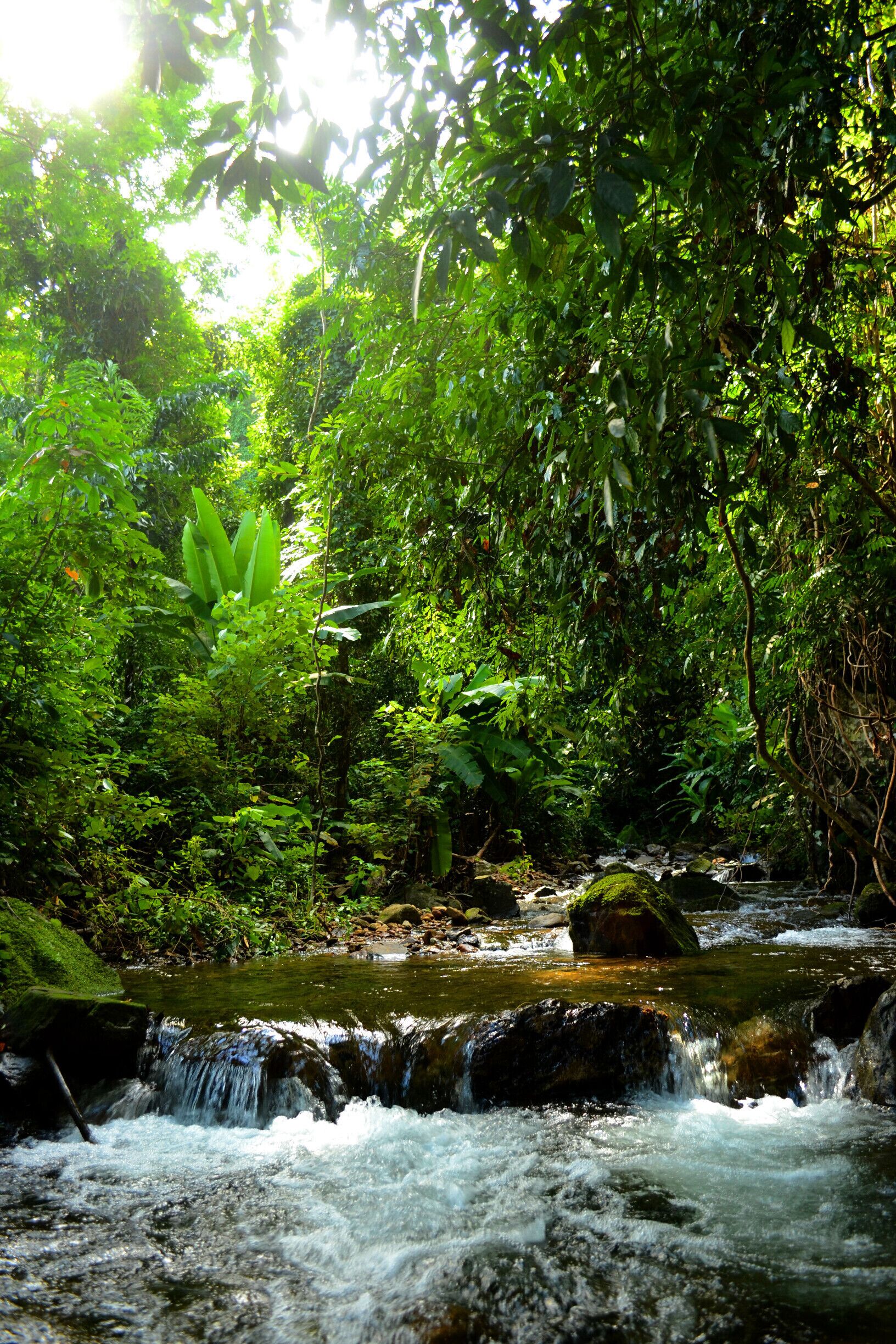 Along the path to the Khiri Phet Waterfall on Koh Chang.

Hidden in the Thai jungle, Khiri Phet Waterfall is a peaceful gem on Koh Chang. If you rent a motorbike to tour the island, I highly recommend making the trip to this waterfall. It's at the end of a tiny, unmarked, palm lined lane, along a jungle path, over a shin deep stream, through an abandoned rubber plantation and up a small rocky slope. The upper pit of the falls is very deep and has a strong back current, so unless you're a good swimmer, keep your feet on the ground.

#outside #outdoor #thailand #asia #waterfall #takeahike