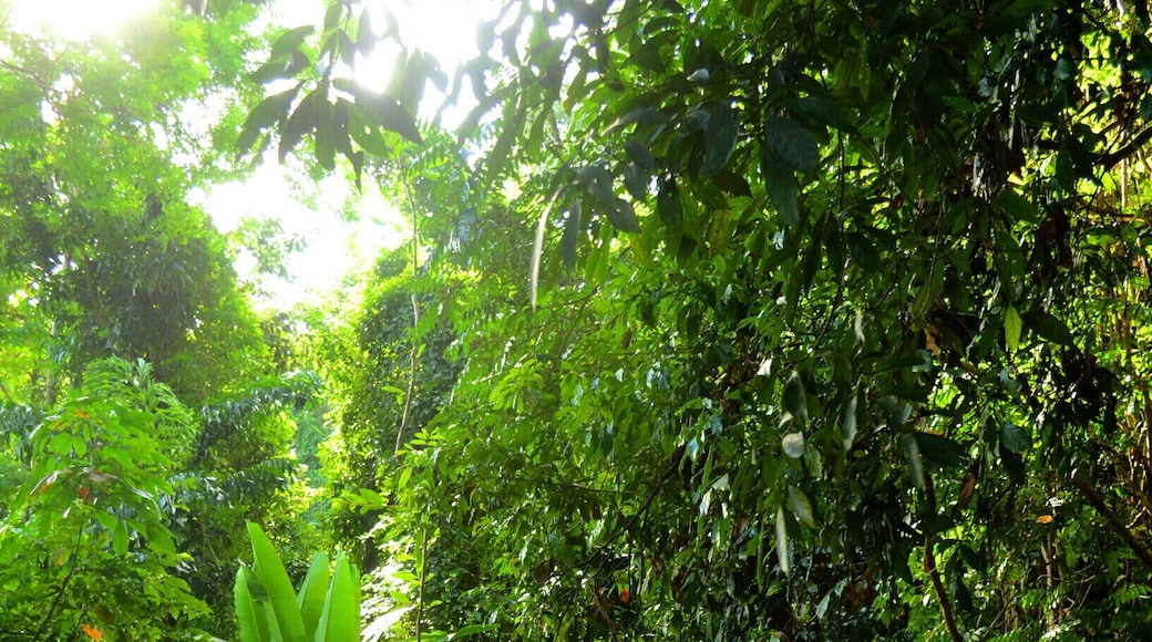 Along the path to the Khiri Phet Waterfall on Koh Chang.
Hidden in the Thai jungle, Khiri Phet Waterfall is a peaceful gem on Koh Chang. If you rent a motorbike to tour the island, I highly recommend making the trip to this waterfall. It's at the end of a tiny, unmarked, palm lined lane, along a jungle path, over a shin deep stream, through an abandoned rubber plantation and up a small rocky slope. The upper pit of the falls is very deep and has a strong back current, so unless you're a good swimmer, keep your feet on the ground.
#outside #outdoor #thailand #asia #waterfall #takeahike