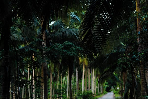 The road to Khiri Phet Waterfall on Koh Chang.
Hidden in the Thai jungle, Khiri Phet Waterfall is a peaceful gem on Koh Chang. If you rent a motorbike to tour the island, I highly recommend making the trip to this waterfall. It's at the end of a tiny, unmarked, palm lined lane, along a jungle path, over a shin deep stream, through an abandoned rubber plantation and up a small rocky slope. The upper pit of the falls is very deep and has a strong back current, so unless you're a good swimmer, keep your feet on the ground.
#outside #outdoor #thailand #asia #waterfall
