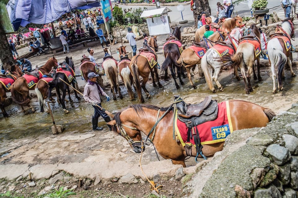 Um grupo de cavalos com cavaleiros em um ambiente rural, alguns com selas e cobertores.