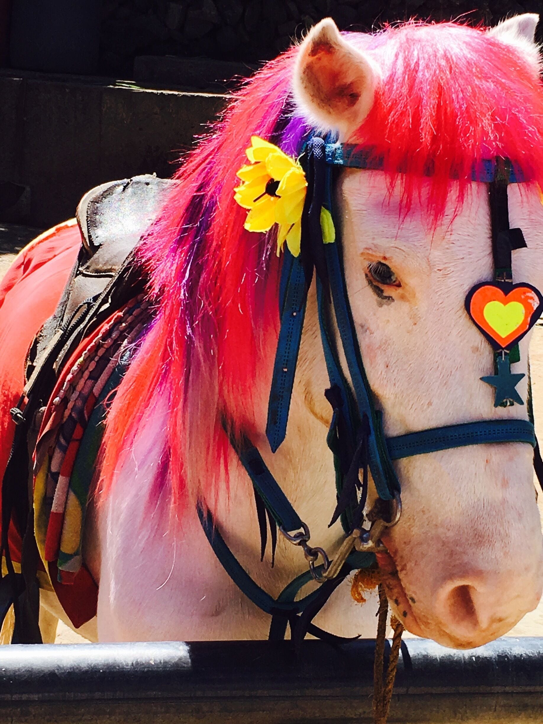 The Wright Park Riding circle has an array of colorful horses with bows with horse owners called 'Pony Boy😊. It is a riding area for beginners where walking horses are located in the inner circle and the running horses are located on the outer circle.