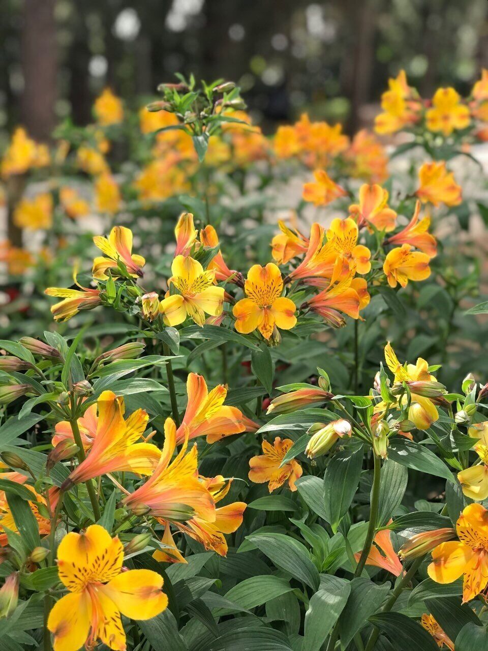 fresh flowers, that made my vday fresh as well 😘😘😘 #fresh #green #yellow #flowers #garden 