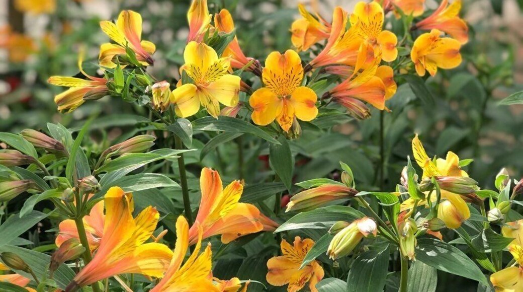 fresh flowers, that made my vday fresh as well 😘😘😘 #fresh #green #yellow #flowers #garden