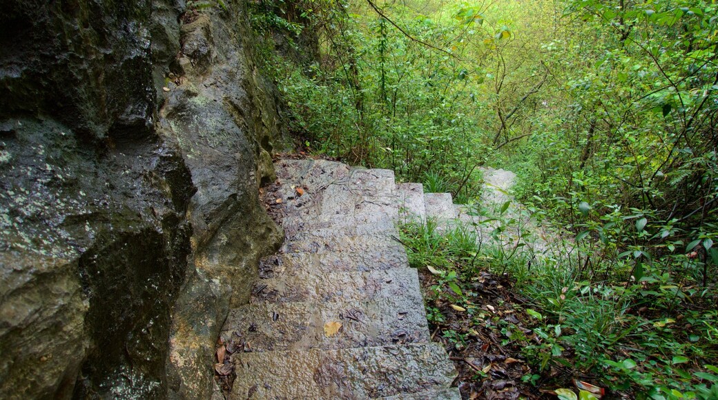 Yangshuo Park showing forests